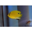 Apolemichthys trimaculatus