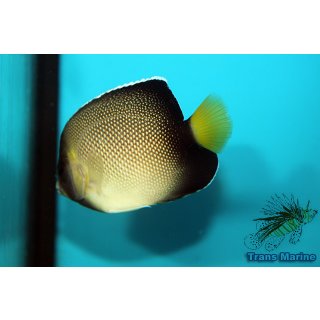Apolemichthys xanthurus