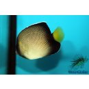 Apolemichthys xanthurus