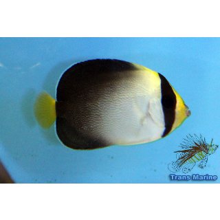 Chaetodontoplus mesoleucus