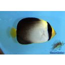 Chaetodontoplus mesoleucus