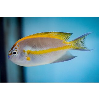 Genicanthus bellus