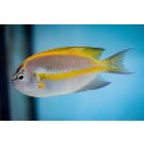 Genicanthus bellus