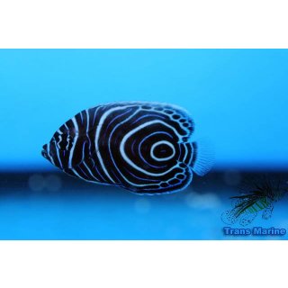 Pomacanthus imperator