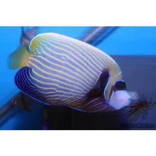 Pomacanthus imperator