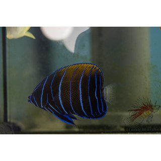 Pomacanthus navarchus