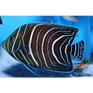 Pomacanthus semicirculatus