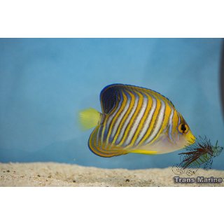 Pygoplites diacanthus