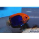 Centropyge acanthops