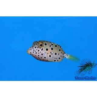 Ostracion cubicum