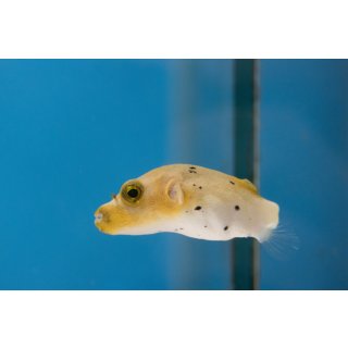 Arothron nigropunctatus