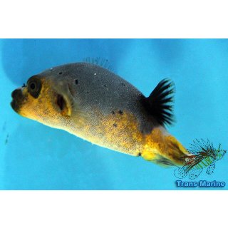 Arothron nigropunctatus