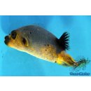 Arothron nigropunctatus