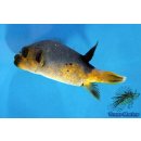 Arothron nigropunctatus