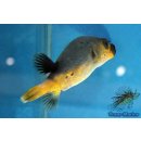 Arothron nigropunctatus
