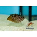 Canthigaster solandri
