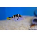 Canthigaster valentini