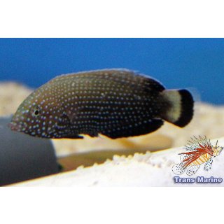 Anampses caeruleopunctatus