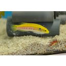 Bodianus bimaculatus