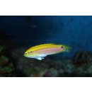Bodianus bimaculatus