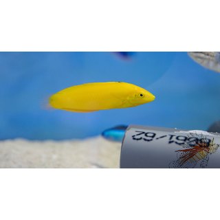 Halichoeres chrysus