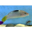 Halichoeres hortulanus