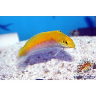 Halichoeres leucoxanthus