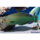 Halichoeres marginatus