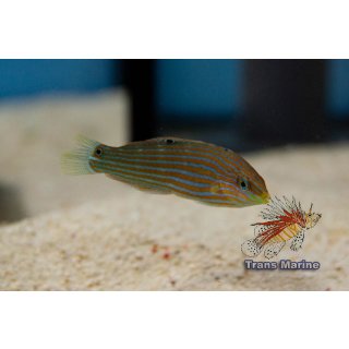Halichoeres melanurus