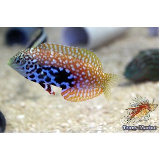 Macropharyngodon bipartitus