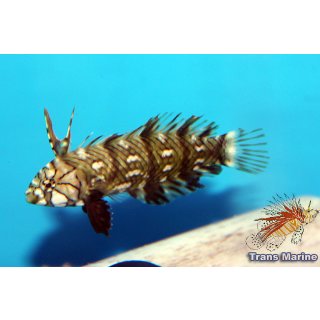 Novaculichthys taeniourus