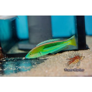 Pseudojuloides kaleidos