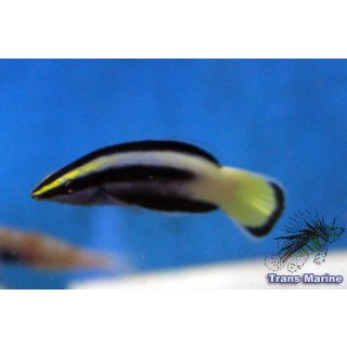 Labroides bicolor