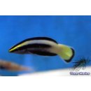 Labroides bicolor