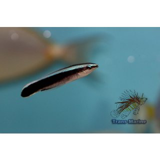 Labroides dimidiatus