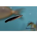 Labroides dimidiatus