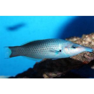 Gomphosus varius