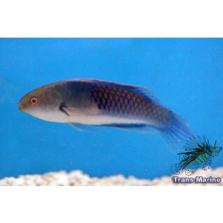 Cirrhilabrus cyanopleura