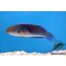 Cirrhilabrus cyanopleura