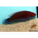 Cirrhilabrus cyanopleura