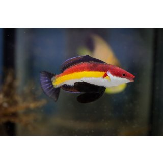 Cirrhilabrus naokoae