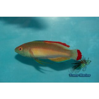Cirrhilabrus rubrimarginatus