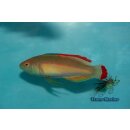 Cirrhilabrus rubrimarginatus