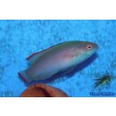 Cirrhilabrus rubrimarginatus