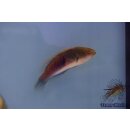 Cirrhilabrus ryukyuensis
