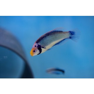 Cirrhilabrus solorensis