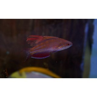 Paracheilinus cyaneus