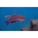 Paracheilinus cyaneus