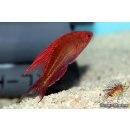 Paracheilinus cyaneus