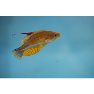 Paracheilinus flavianalis